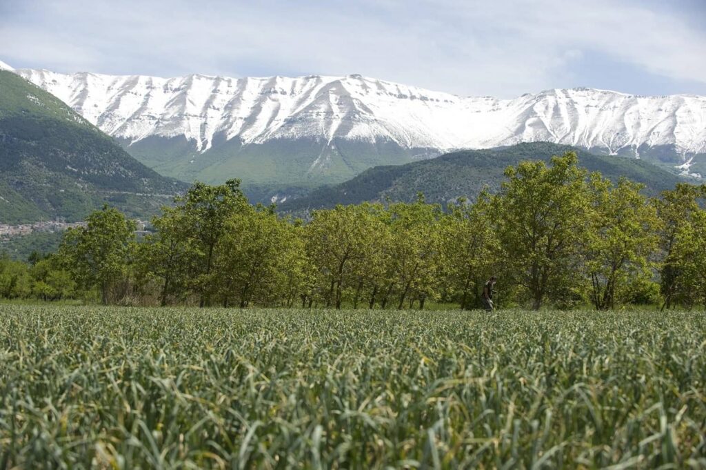 coltivazione dell'aglio rosso di sulmona